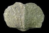 Pyrite Replaced Brachiopod (Paraspirifer) Fossil - Ohio #135558-1